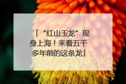 “红山玉龙”现身上海！来看五千多年前的这条龙