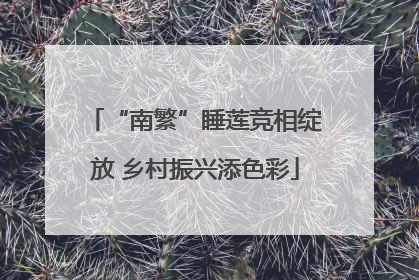 “南繁”睡莲竞相绽放 乡村振兴添色彩