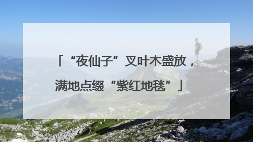 “夜仙子”叉叶木盛放，满地点缀“紫红地毯”