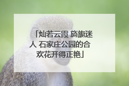 灿若云霞 旖旎迷人 石家庄公园的合欢花开得正艳