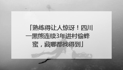 熟练得让人惊讶！四川一黑熊连续3年进村偷蜂蜜，藏哪都找得到
