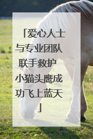 爱心人士与专业团队联手救护 小猫头鹰成功飞上蓝天