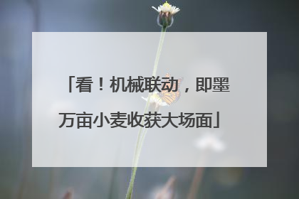 看！机械联动，即墨万亩小麦收获大场面
