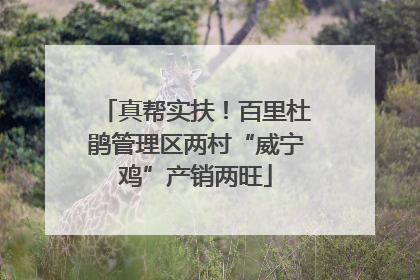 真帮实扶！百里杜鹃管理区两村“威宁鸡”产销两旺
