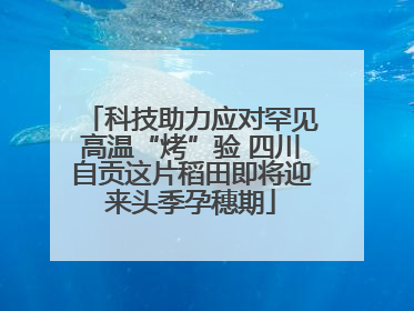 科技助力应对罕见高温“烤”验 四川自贡这片稻田即将迎来头季孕穗期