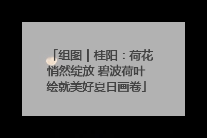 组图｜桂阳：荷花悄然绽放 碧波荷叶绘就美好夏日画卷