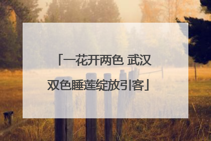 一花开两色 武汉双色睡莲绽放引客