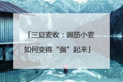 三夏麦收：弱筋小麦如何变得“强”起来