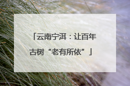 云南宁洱：让百年古树“老有所依”