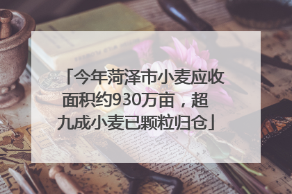 今年菏泽市小麦应收面积约930万亩，超九成小麦已颗粒归仓