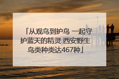 从观鸟到护鸟 一起守护蓝天的精灵 西安野生鸟类种类达467种