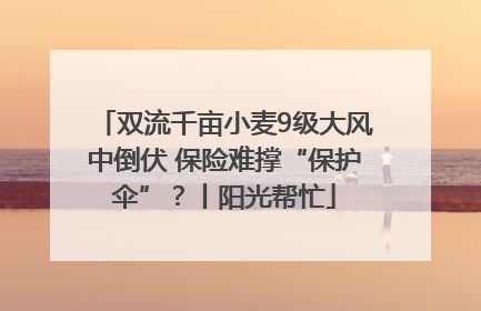 双流千亩小麦9级大风中倒伏 保险难撑“保护伞”？丨阳光帮忙