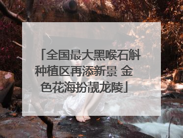 全国最大黑喉石斛种植区再添新景 金色花海扮靓龙陵