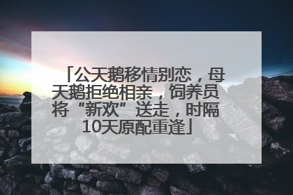 公天鹅移情别恋，母天鹅拒绝相亲，饲养员将“新欢”送走，时隔10天原配重逢