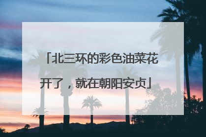 北三环的彩色油菜花开了，就在朝阳安贞