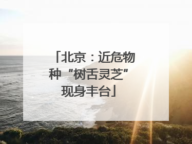 北京：近危物种“树舌灵芝”现身丰台