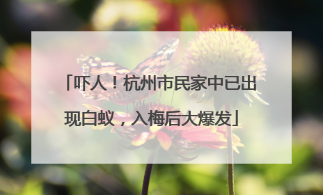 吓人！杭州市民家中已出现白蚁，入梅后大爆发