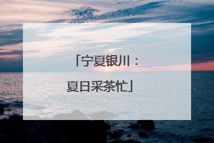 宁夏银川：夏日采茶忙