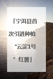 宁洱县首次引进种植“云淀1号”红薯