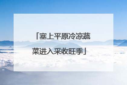 塞上平原冷凉蔬菜进入采收旺季