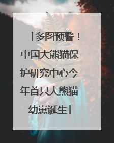 多图预警！中国大熊猫保护研究中心今年首只大熊猫幼崽诞生