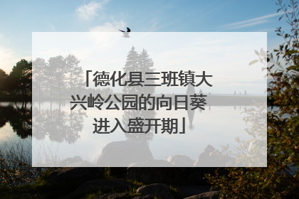 德化县三班镇大兴岭公园的向日葵进入盛开期