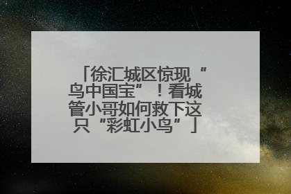 徐汇城区惊现“鸟中国宝”！看城管小哥如何救下这只“彩虹小鸟”