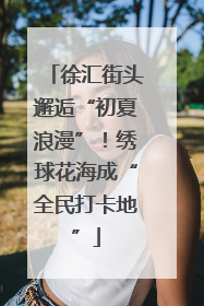 徐汇街头邂逅“初夏浪漫”！绣球花海成“全民打卡地”