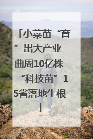 小菜苗“育”出大产业 曲周10亿株“科技苗”15省落地生根