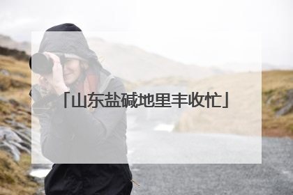 山东盐碱地里丰收忙
