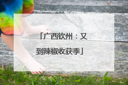 广西钦州：又到辣椒收获季