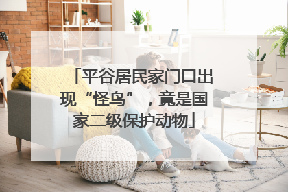 平谷居民家门口出现“怪鸟”，竟是国家二级保护动物