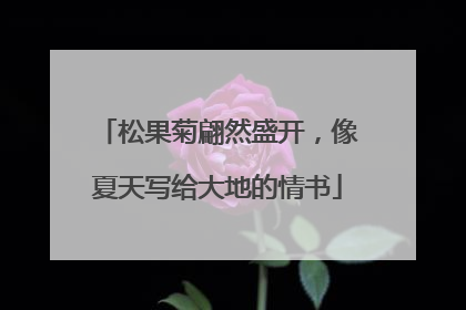 松果菊翩然盛开，像夏天写给大地的情书
