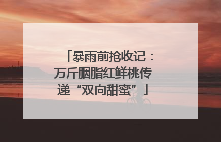 暴雨前抢收记：万斤胭脂红鲜桃传递“双向甜蜜”