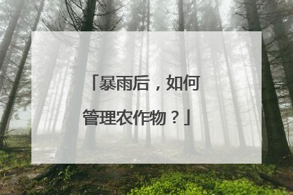 暴雨后，如何管理农作物？