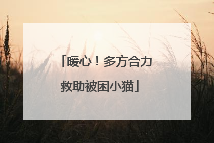 暖心！多方合力救助被困小猫