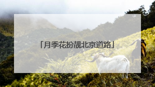 月季花扮靓北京道路