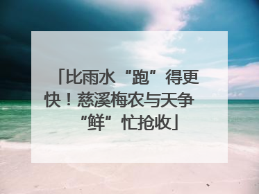 比雨水“跑”得更快！慈溪梅农与天争“鲜”忙抢收