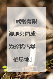 武钢有限湿地公园成为珍稀鸟类栖息地