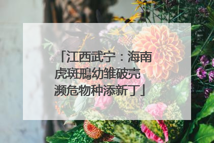 江西武宁：海南虎斑鳽幼雏破壳 濒危物种添新丁