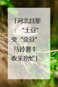 河北昌黎：“土豆”变“金豆” 马铃薯丰收采挖忙