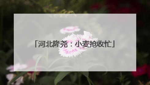 河北隆尧：小麦抢收忙