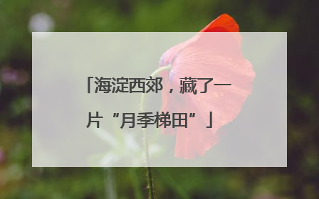 海淀西郊，藏了一片“月季梯田”