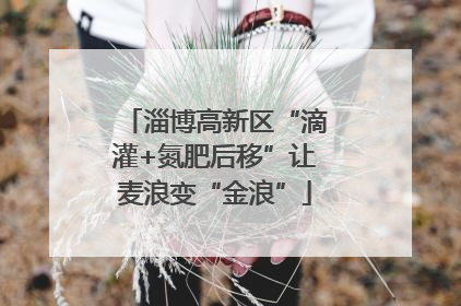 淄博高新区“滴灌+氮肥后移”让麦浪变“金浪”