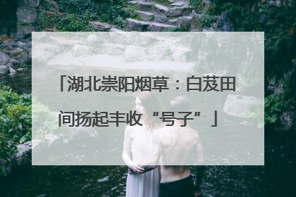 湖北崇阳烟草：白芨田间扬起丰收“号子”