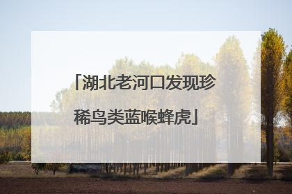 湖北老河口发现珍稀鸟类蓝喉蜂虎