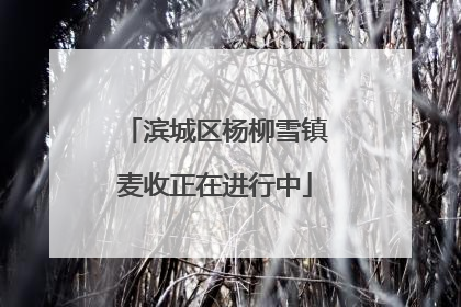滨城区杨柳雪镇麦收正在进行中