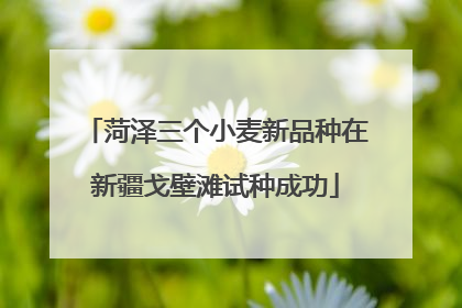 菏泽三个小麦新品种在新疆戈壁滩试种成功