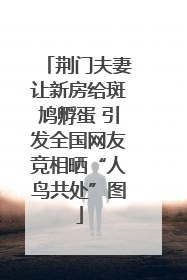 荆门夫妻让新房给斑鸠孵蛋 引发全国网友竞相晒“人鸟共处”图