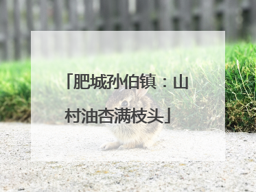 肥城孙伯镇：山村油杏满枝头